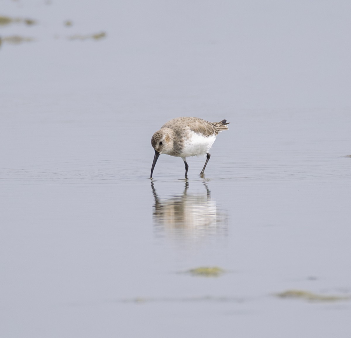 Dunlin - ML645838845