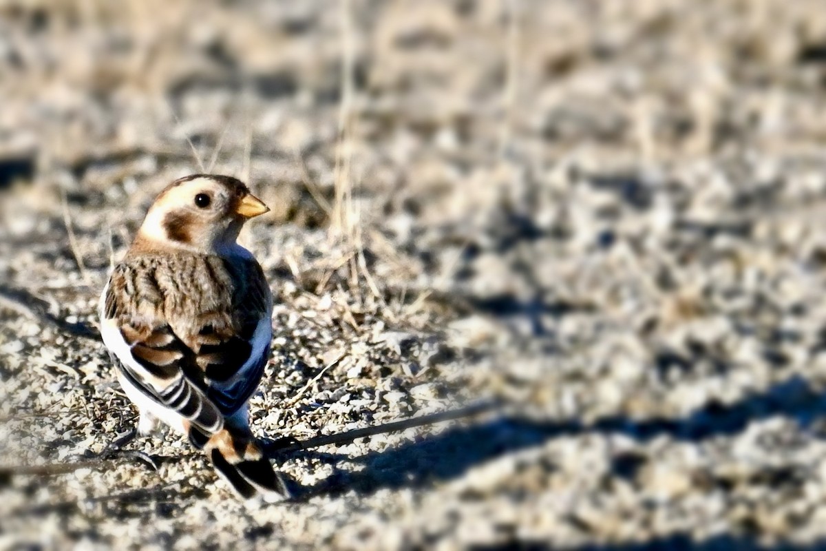Snow Bunting - ML645838846