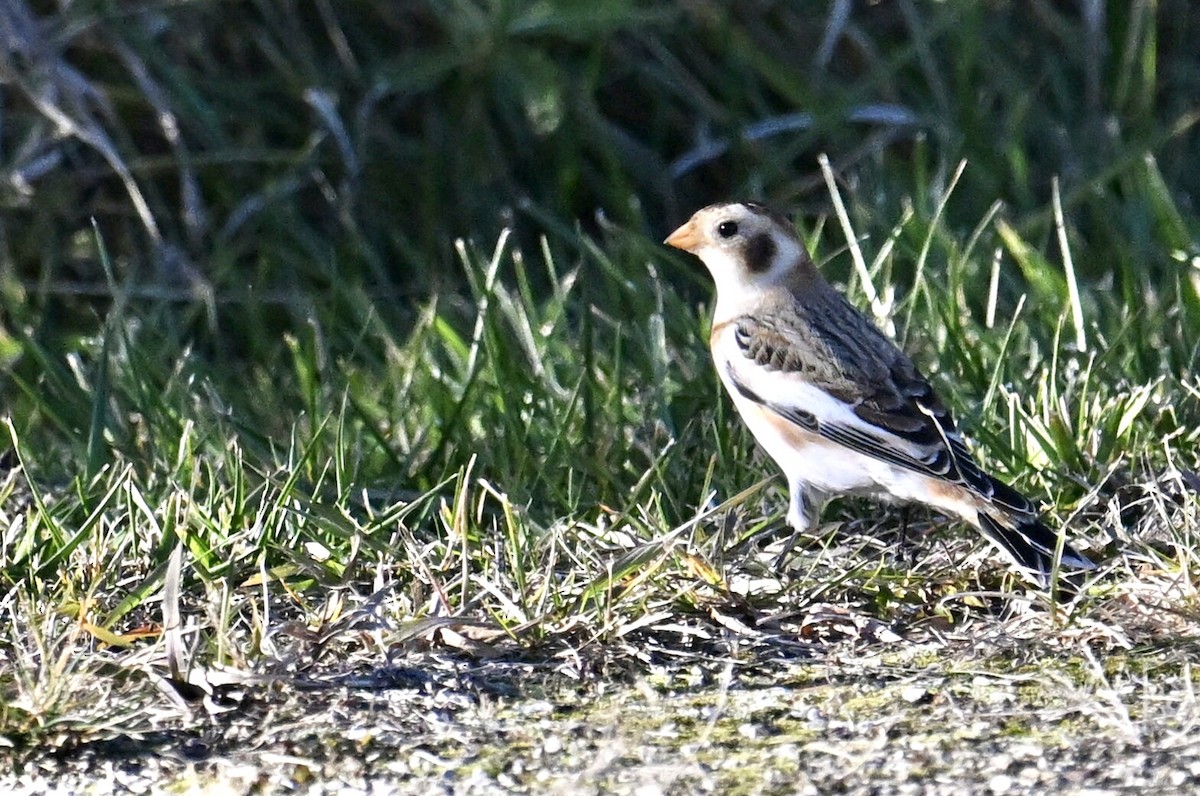 Snow Bunting - ML645838847