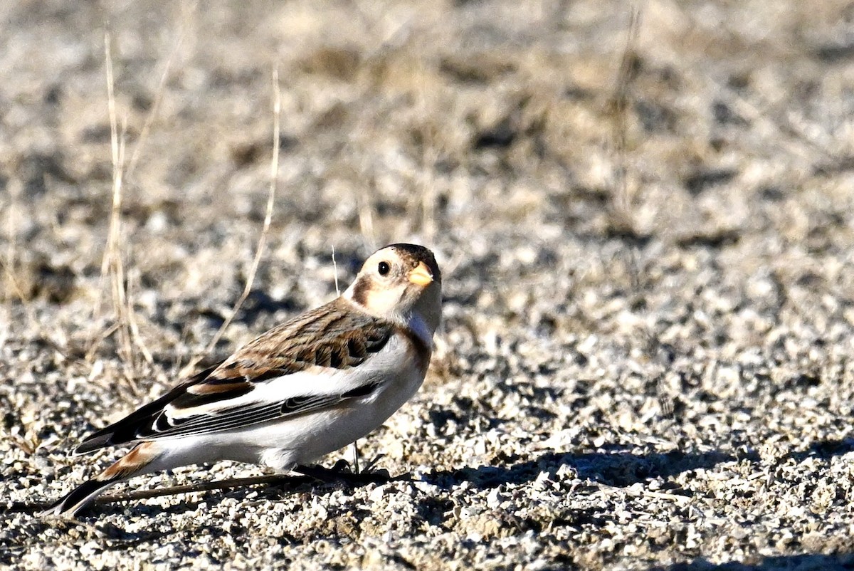 Snow Bunting - ML645838848