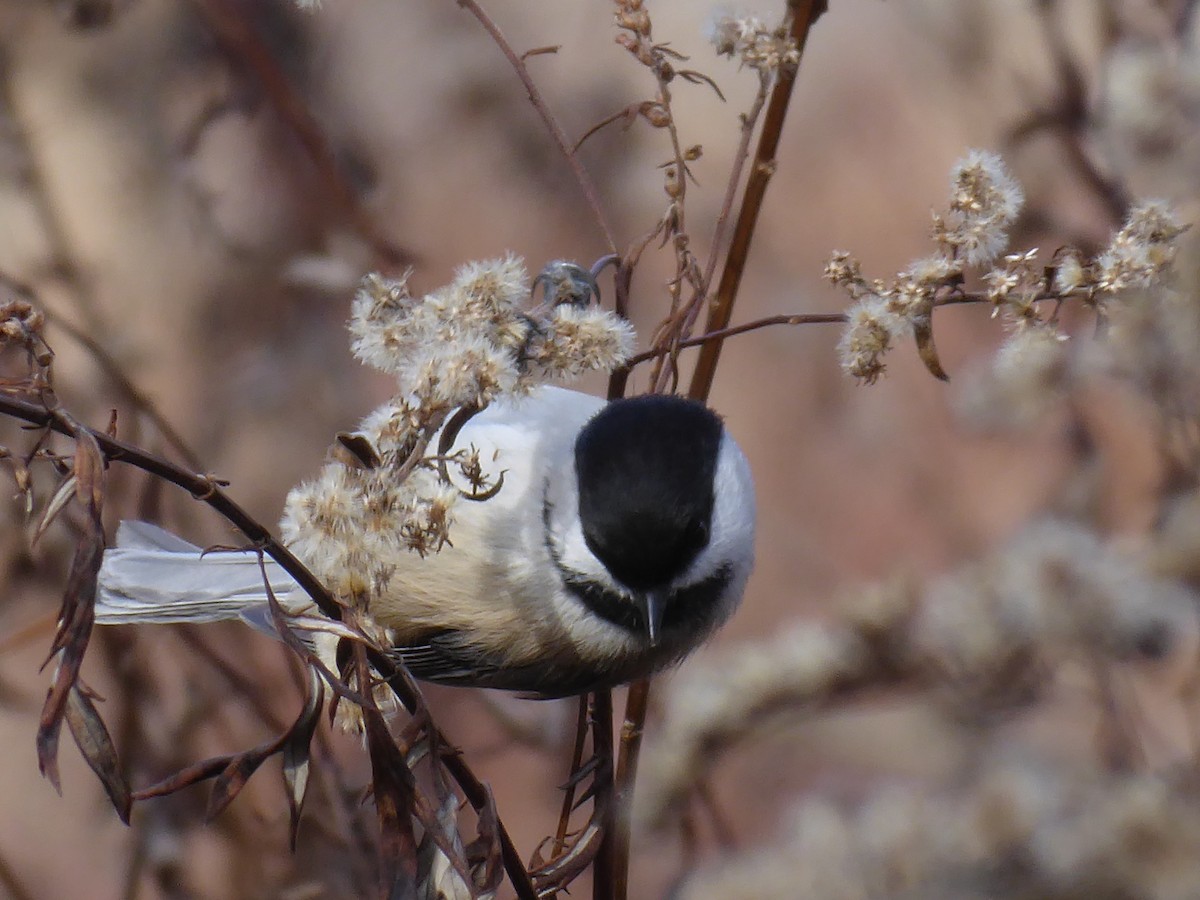 Black-capped Chickadee - ML645838849