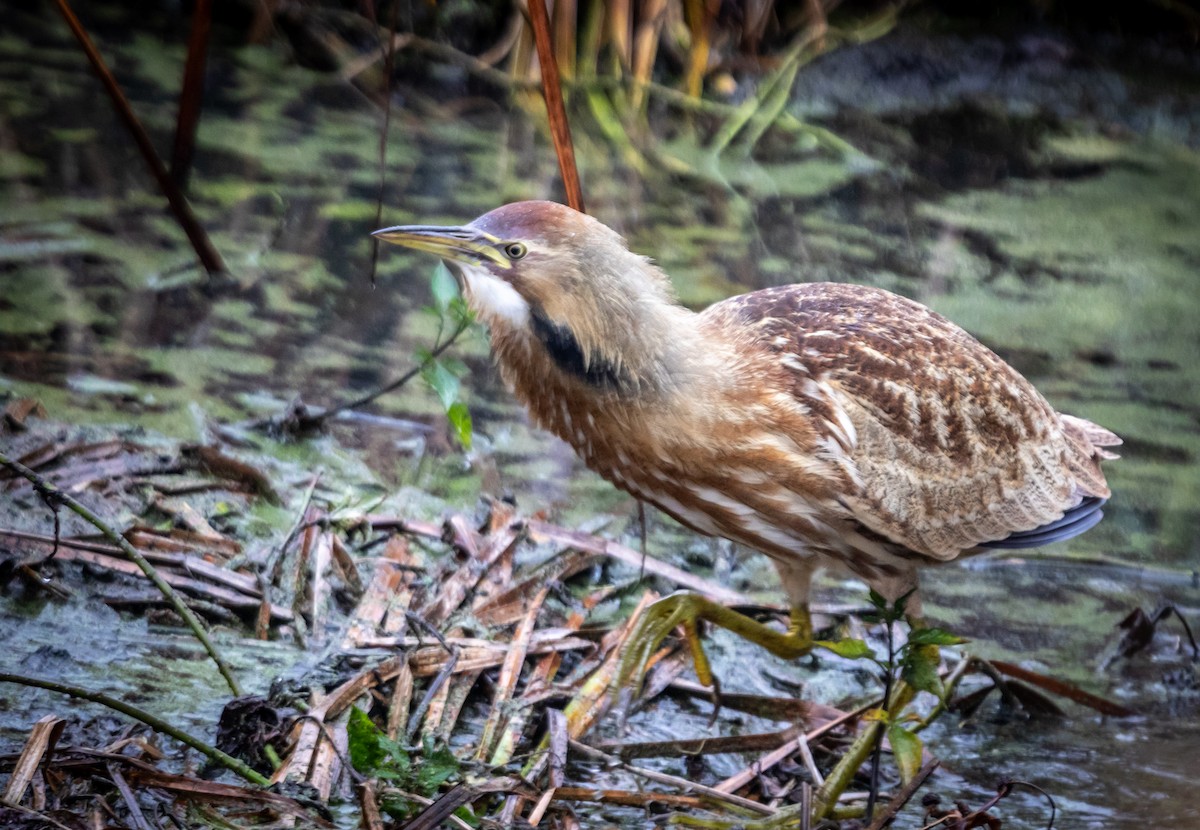 American Bittern - ML645838851
