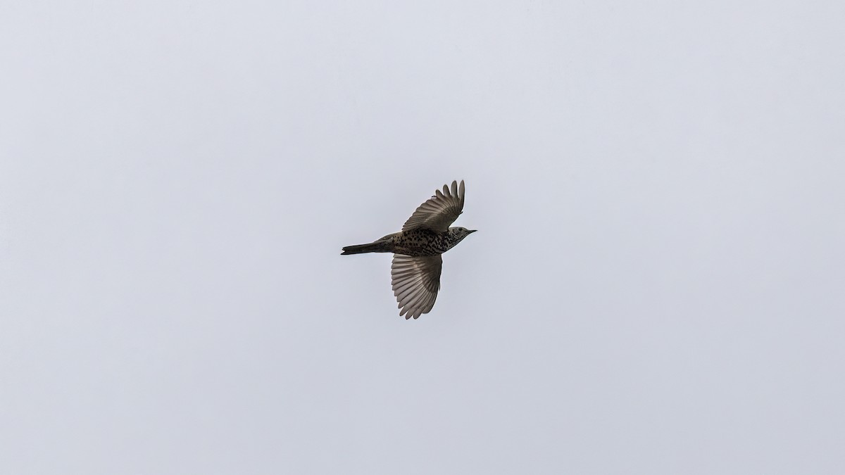 槲鶇 - ML645838853