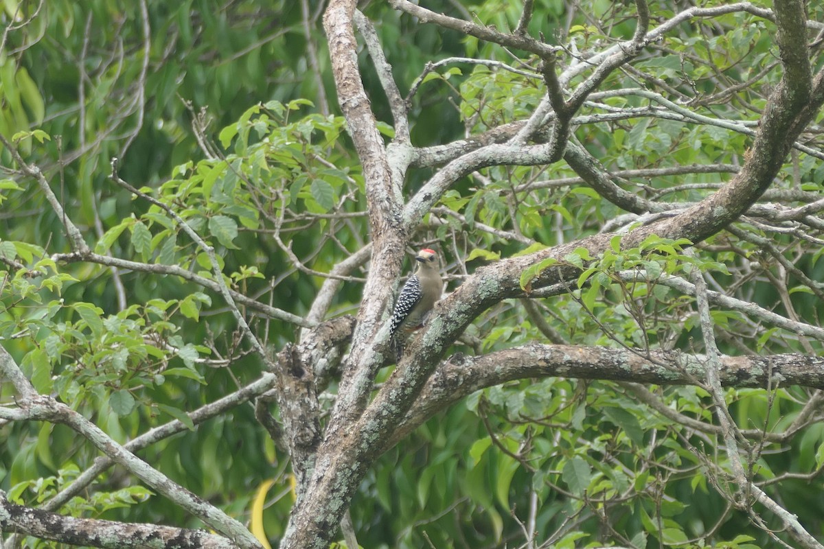 Red-crowned Woodpecker - ML645838854
