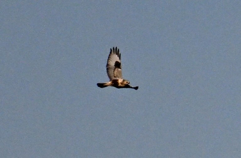 毛足鵟 - ML645838885