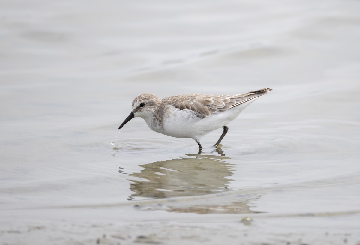 Little Stint - ML645838887