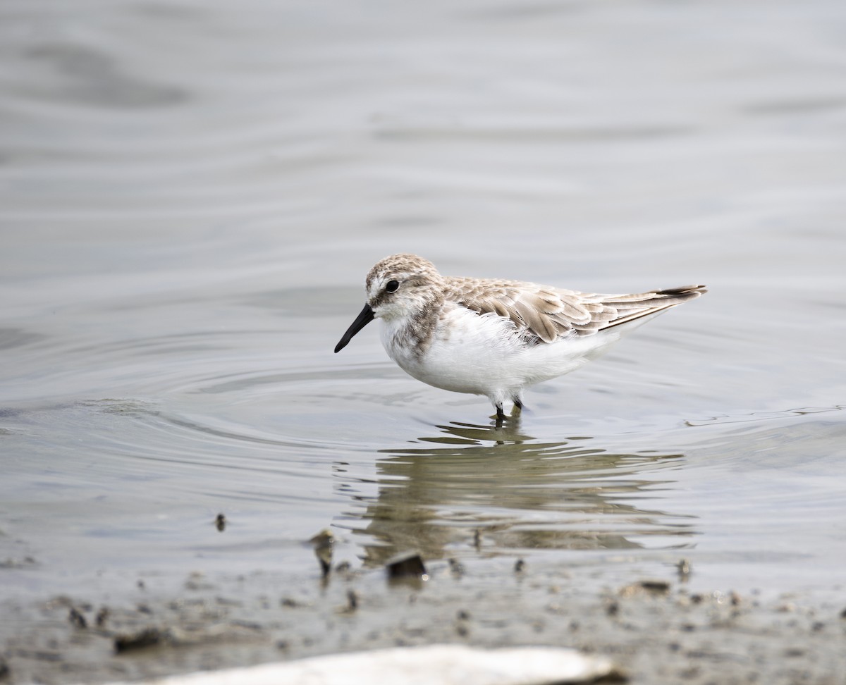 Little Stint - ML645838888