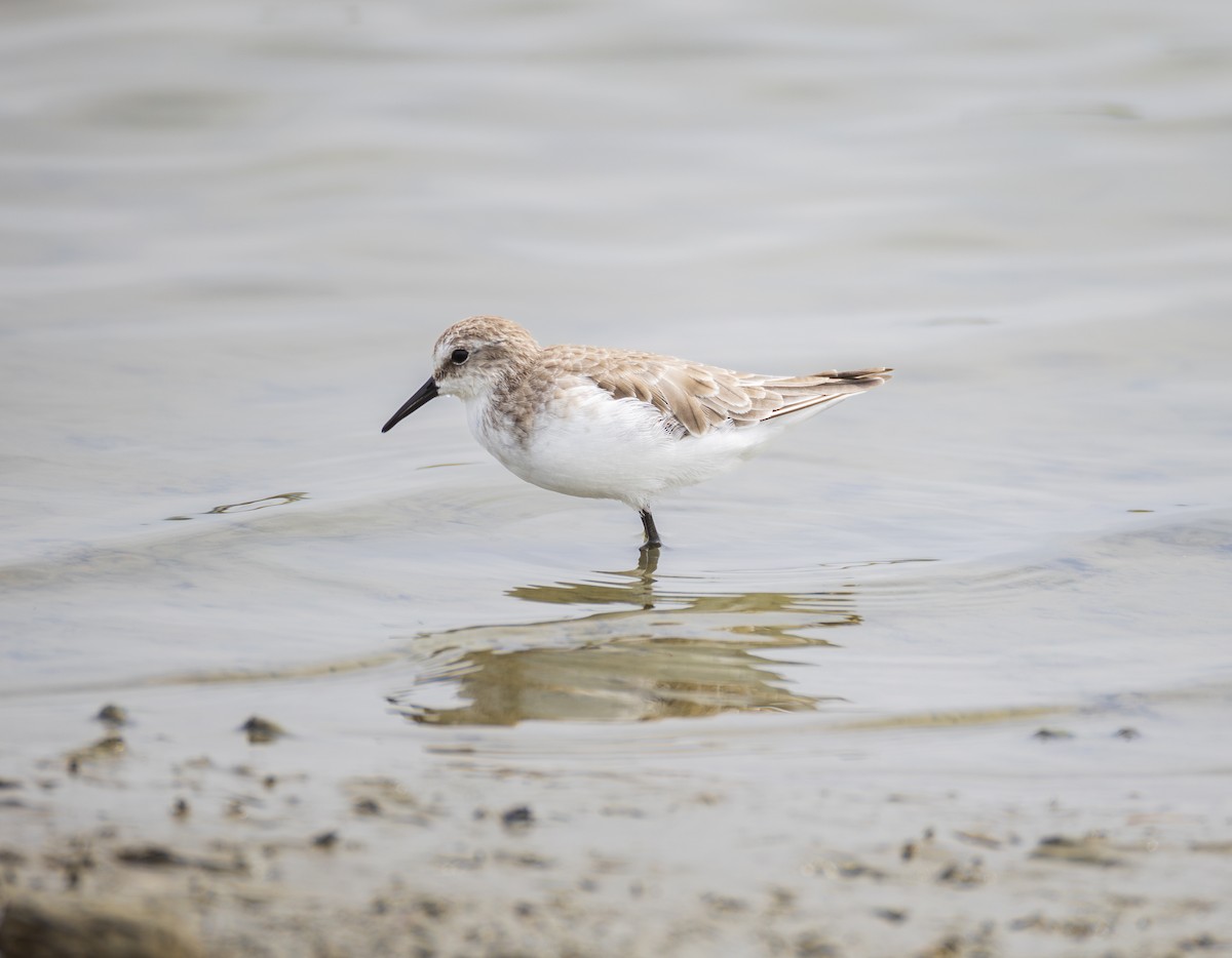 Little Stint - ML645838890