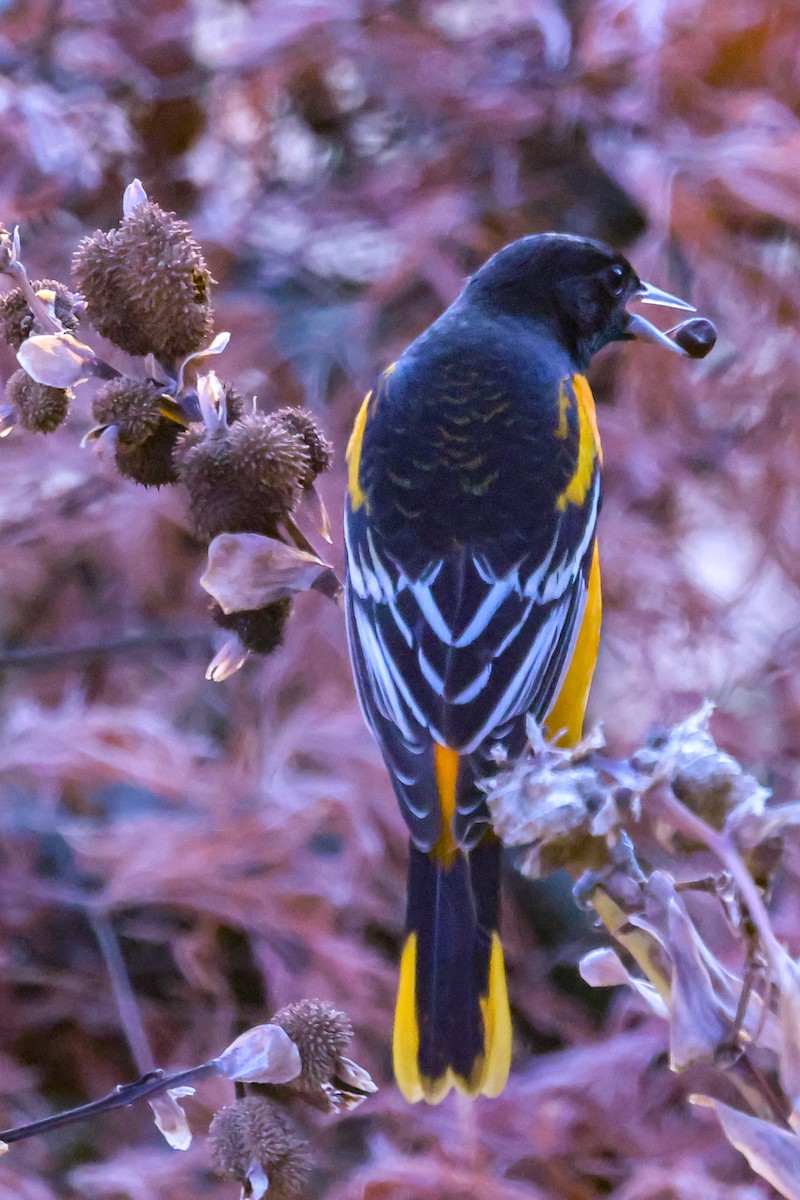 Baltimore Oriole - ML645838893