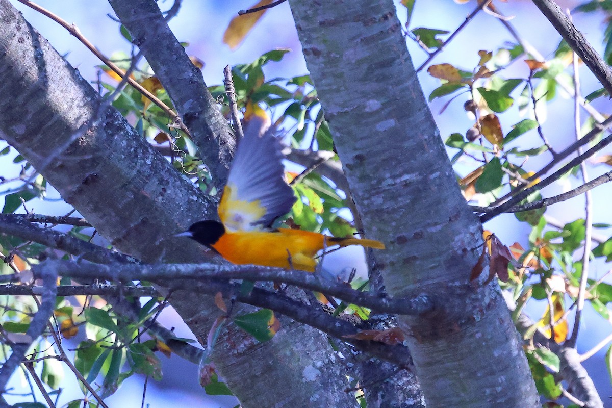 Baltimore Oriole - ML645838894