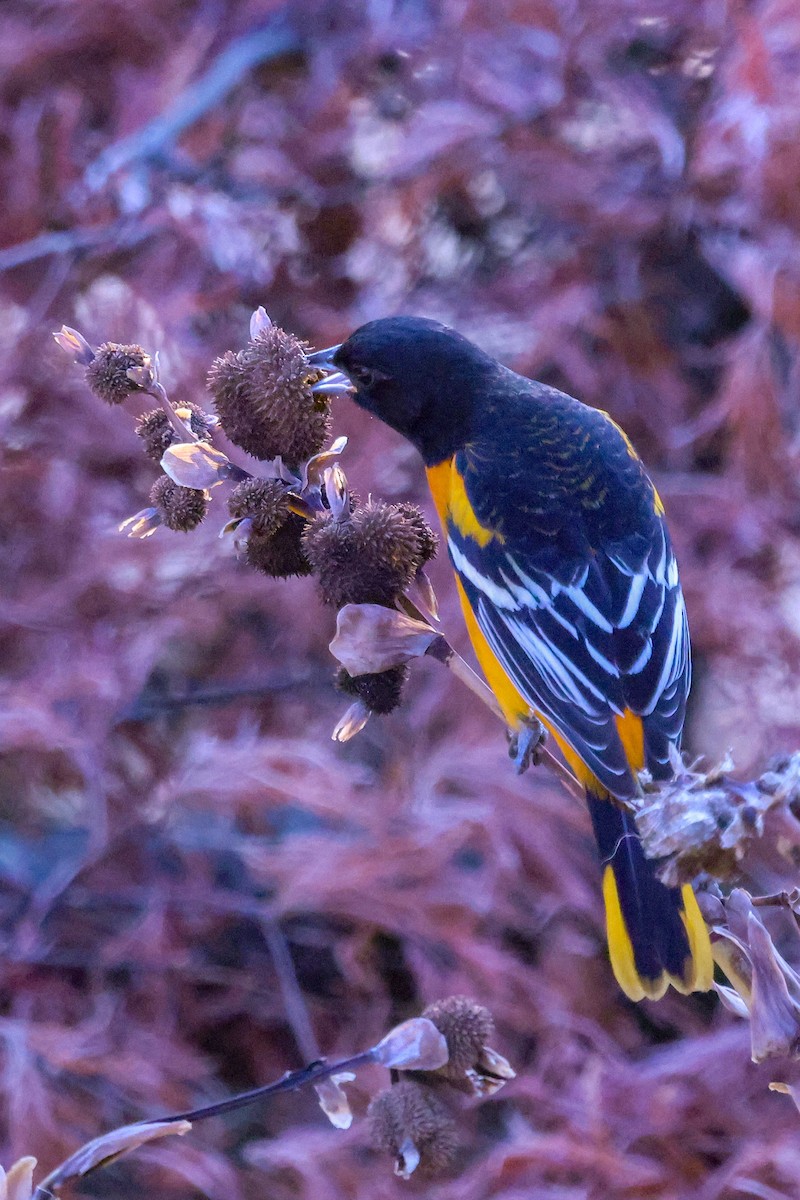 Baltimore Oriole - ML645838895