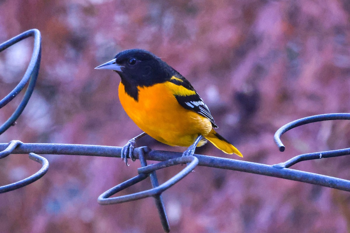 Baltimore Oriole - ML645838896