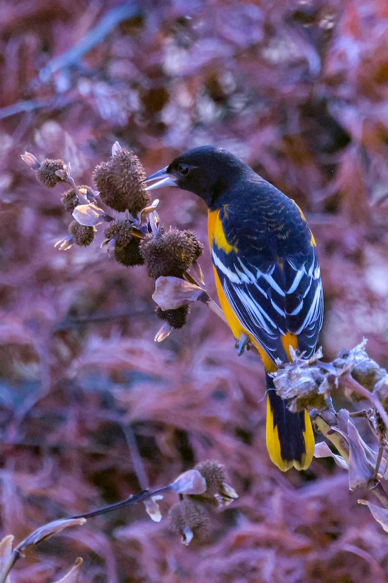 Baltimore Oriole - ML645838897
