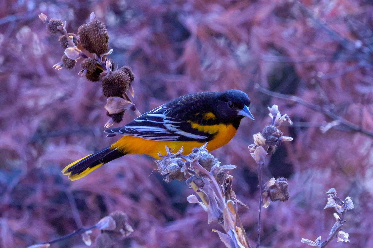 Baltimore Oriole - ML645838898