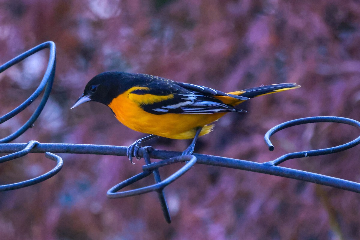 Baltimore Oriole - ML645838899