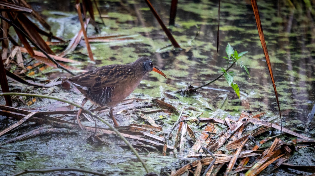 Пастушок віргінський - ML645838903