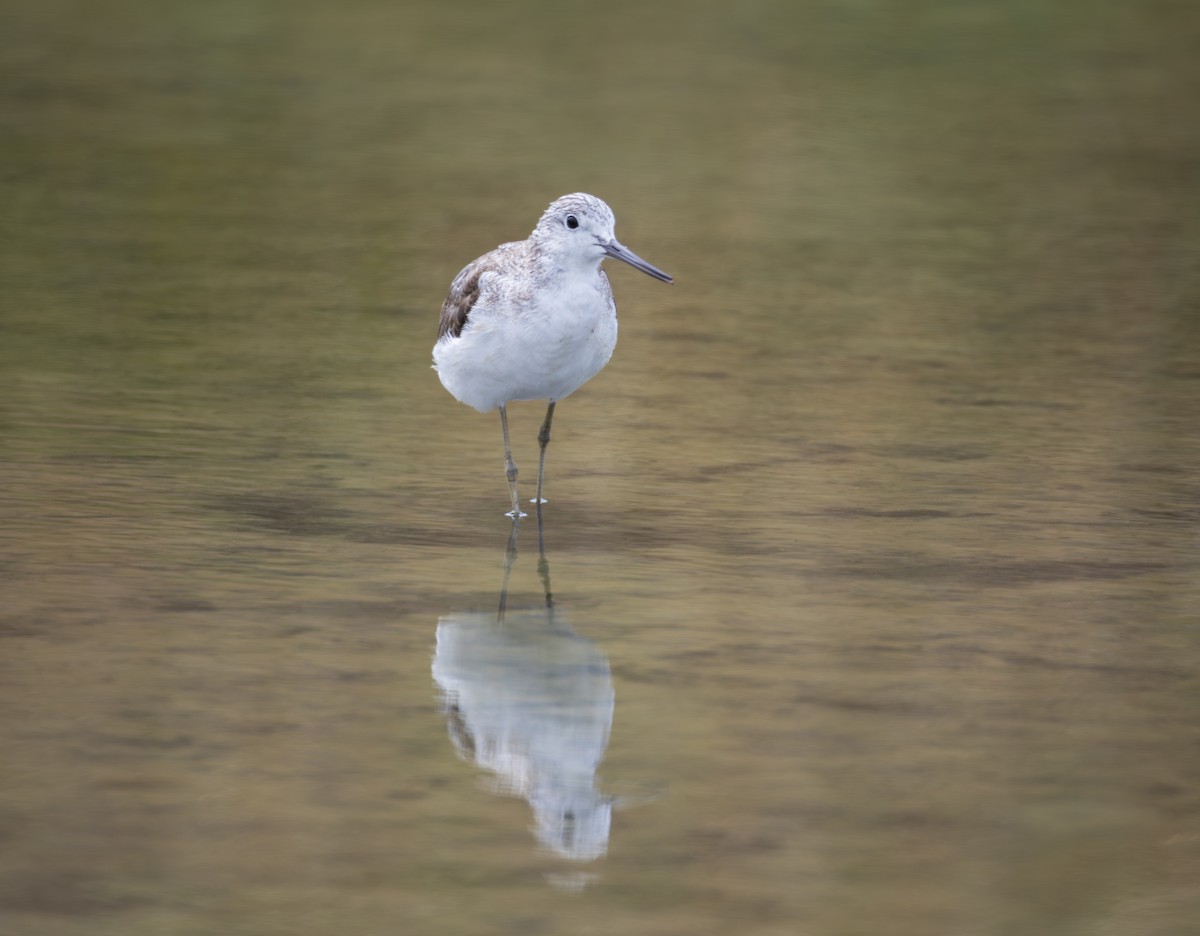 gluttsnipe - ML645838908