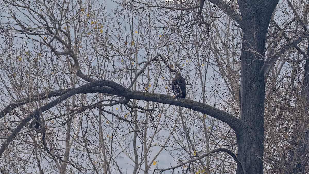 havørn - ML645838912