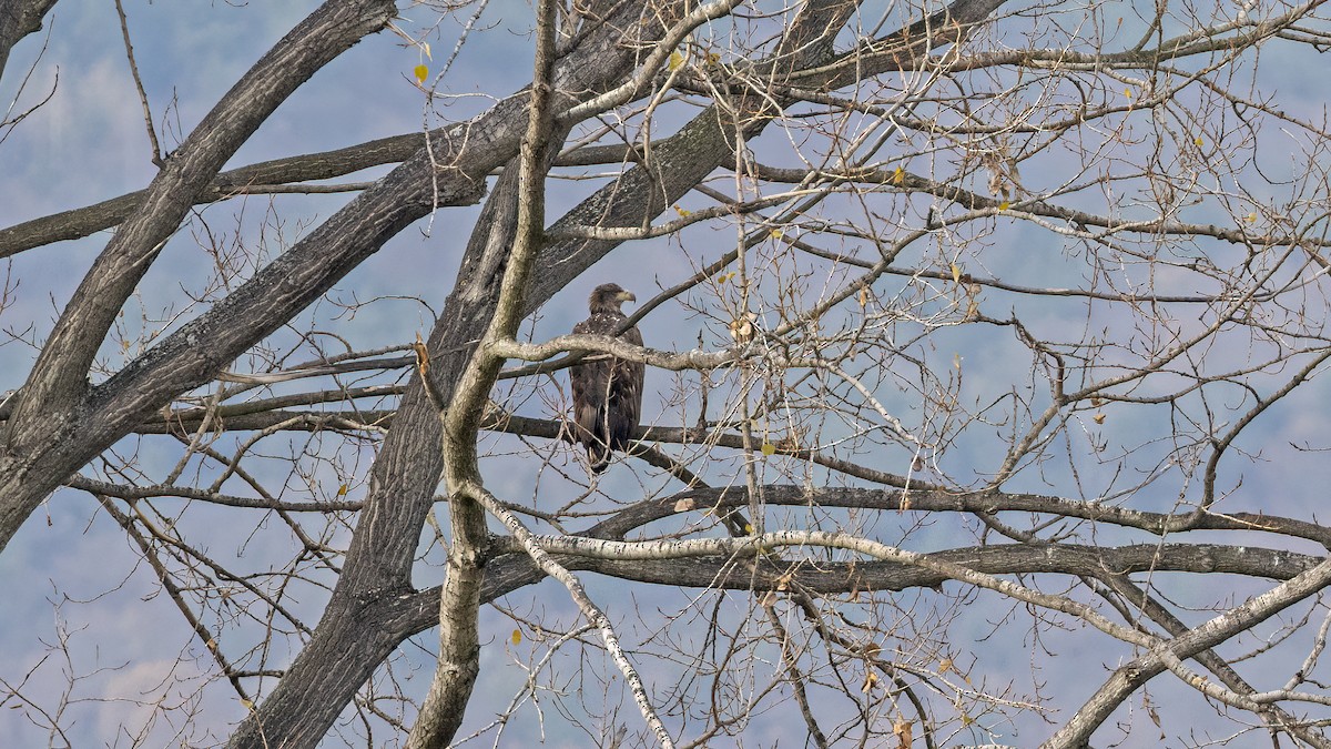 havørn - ML645838913