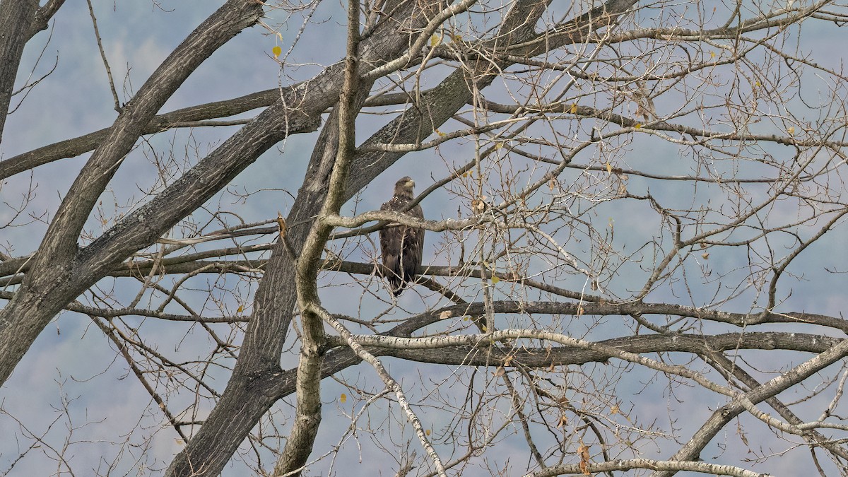 havørn - ML645838914