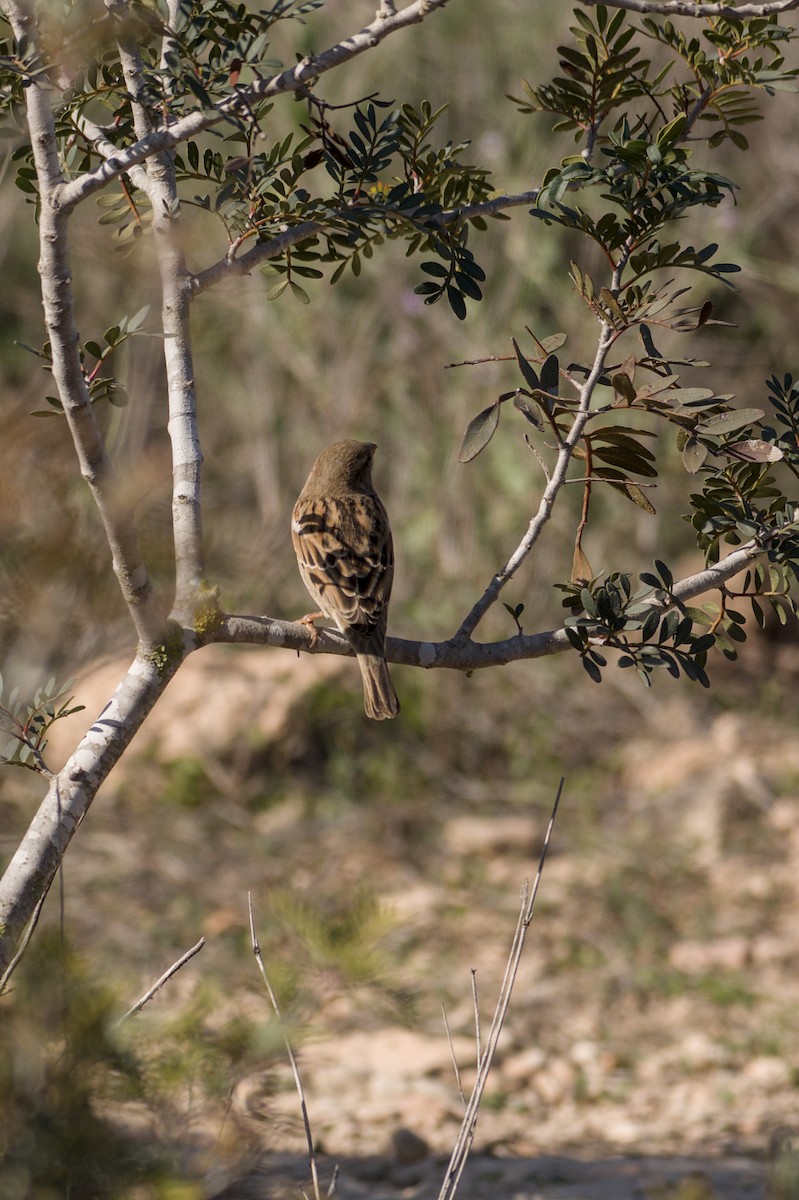 gråspurv - ML645838915