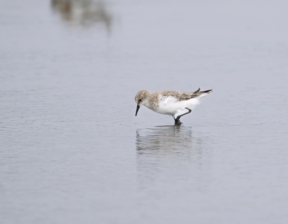 dvergsnipe - ML645838917