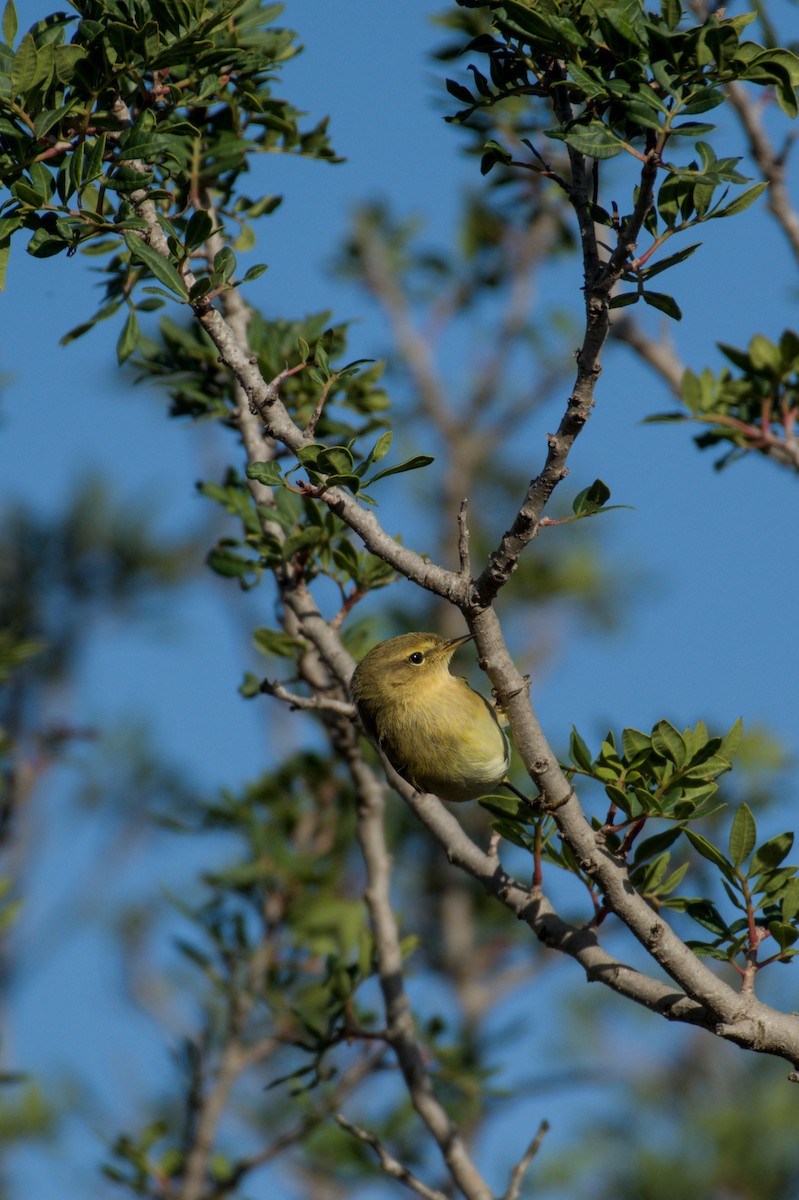 rødstrupe - ML645838920