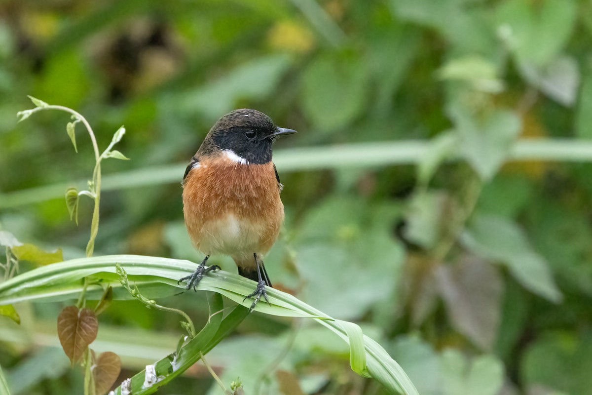 russesvartstrupe - ML645838923