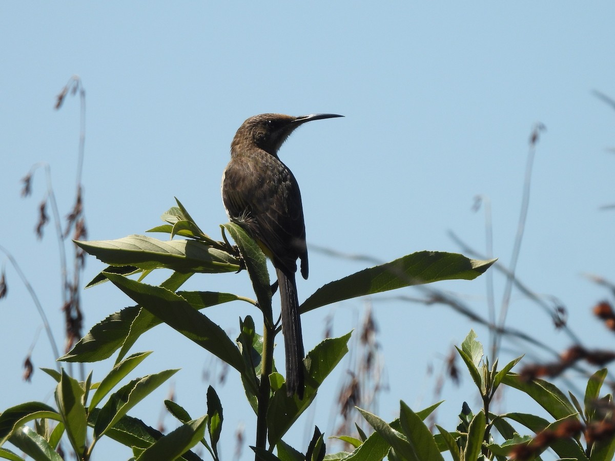 kappsukkerfugl - ML645838925