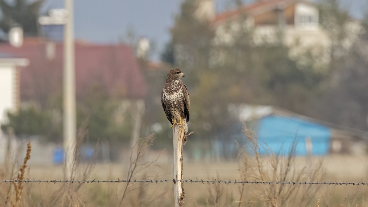 musvåk - ML645838928