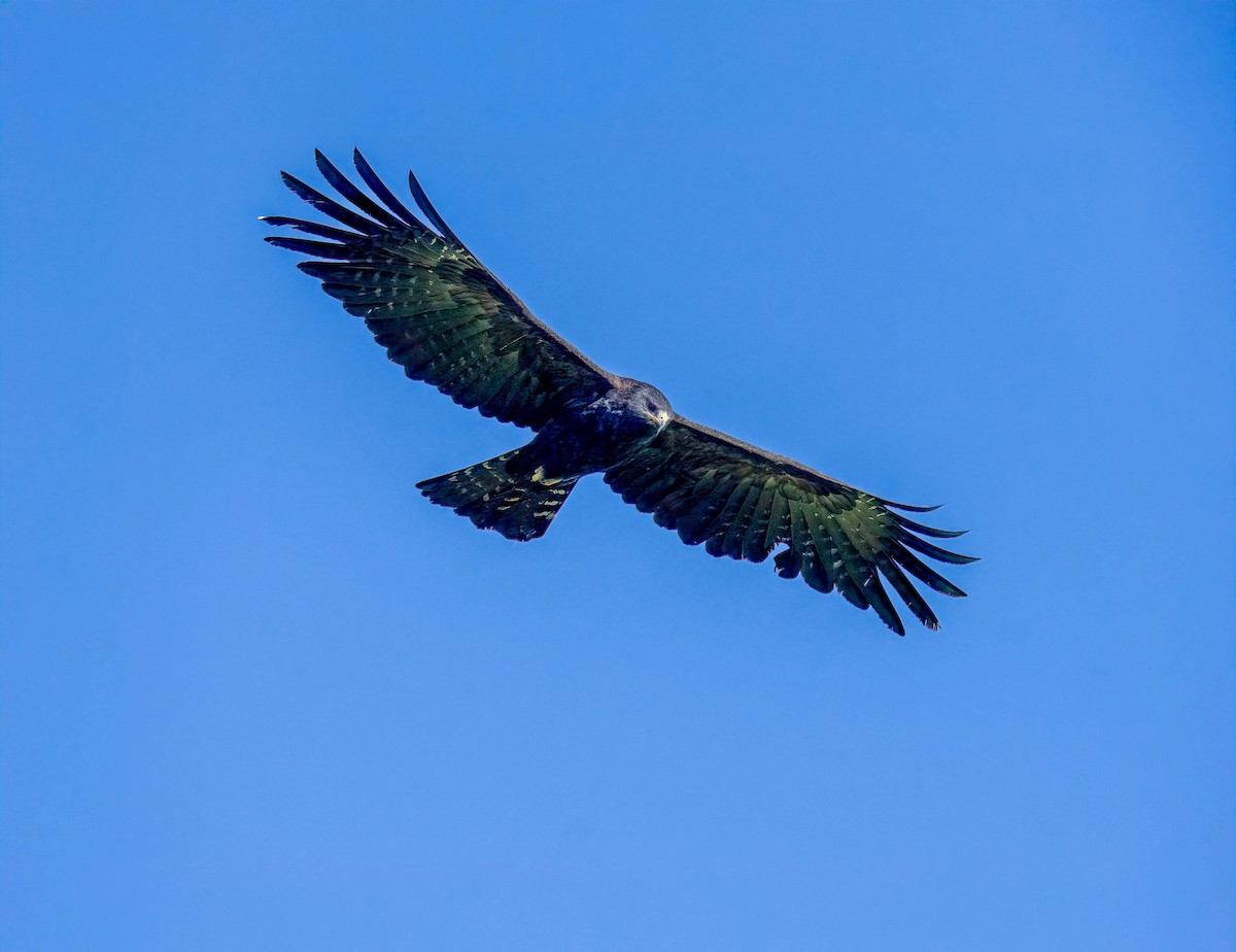 svartørn - ML645838930