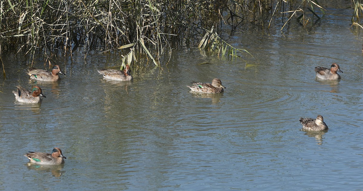 krikkand - ML645838938