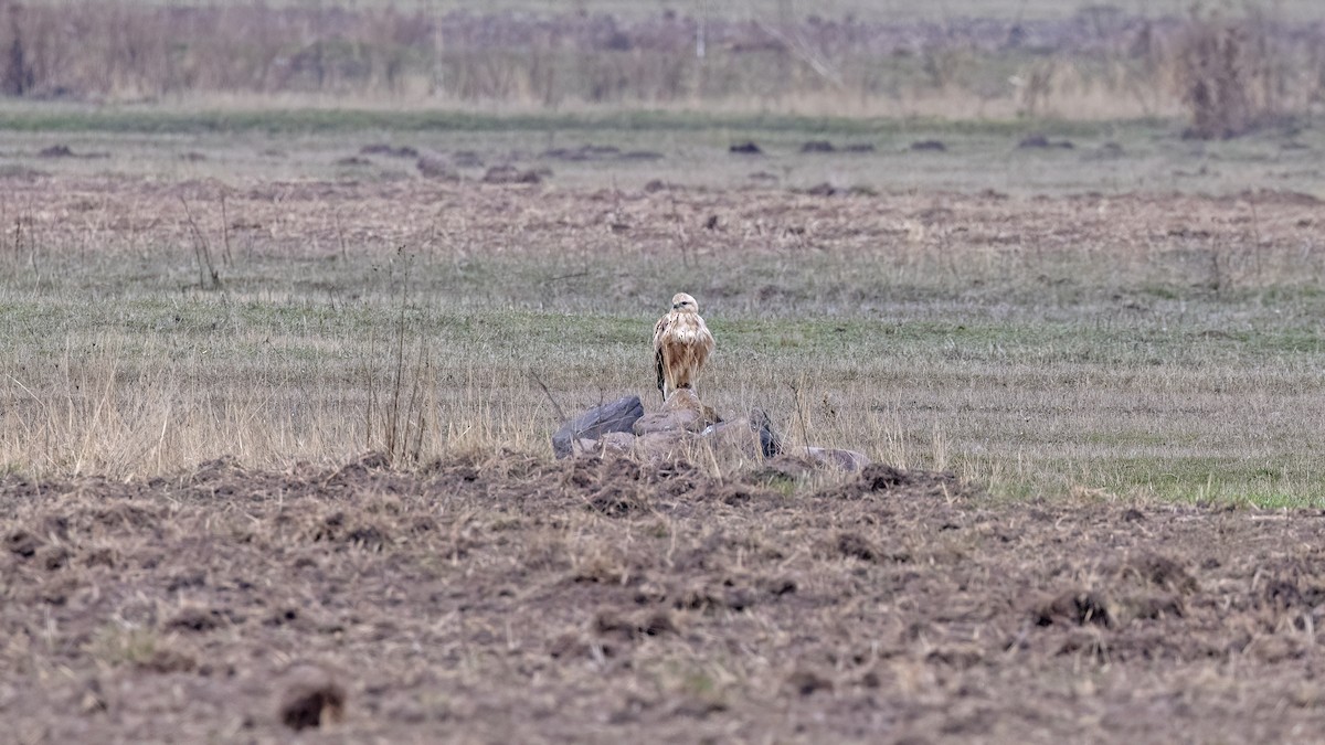 ørnvåk - ML645838940