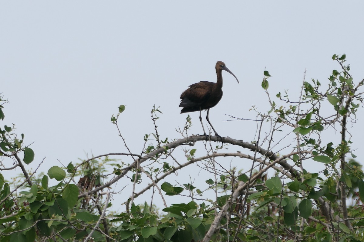 bronseibis - ML645838941