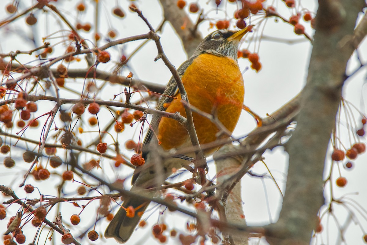 vandretrost - ML645838943