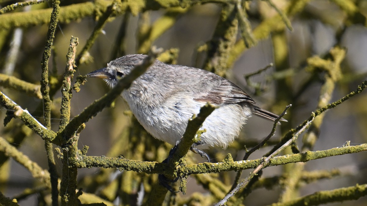 gråkantorspurv - ML645838944