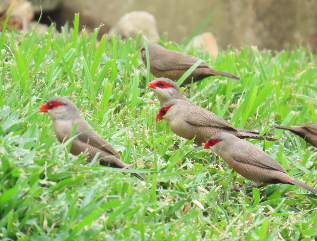 vatreastrild - ML645838946