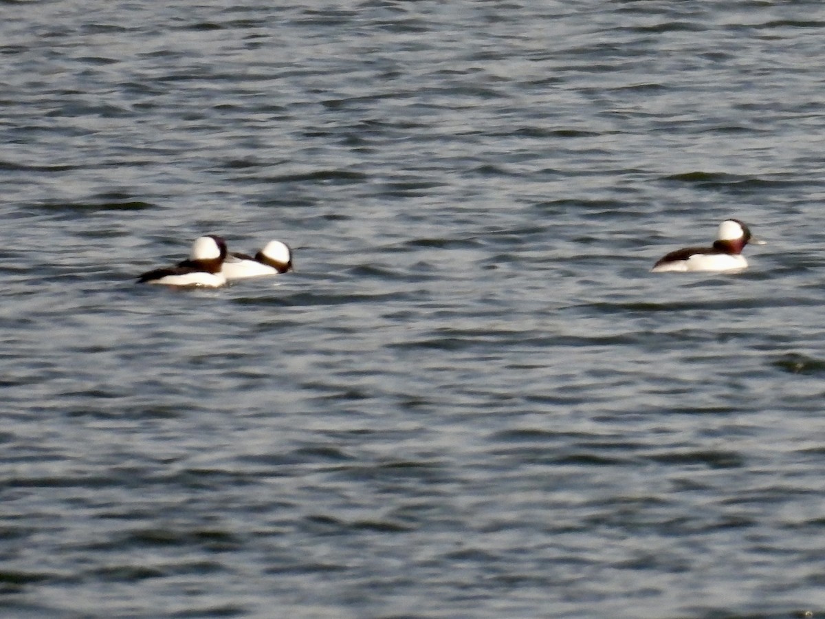 bøffeland - ML645838947