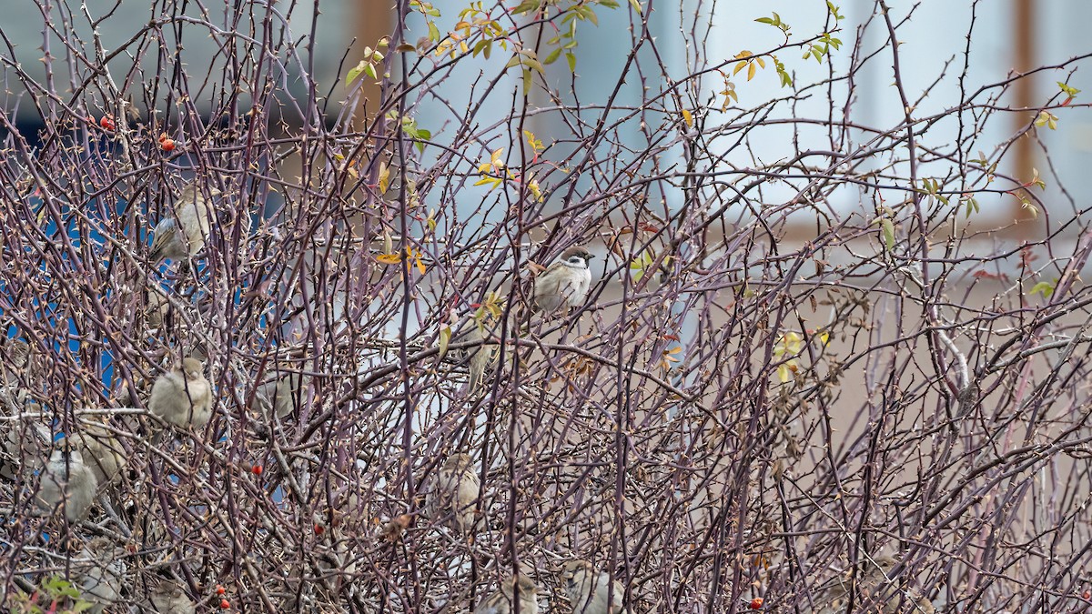 pilfink - ML645838948