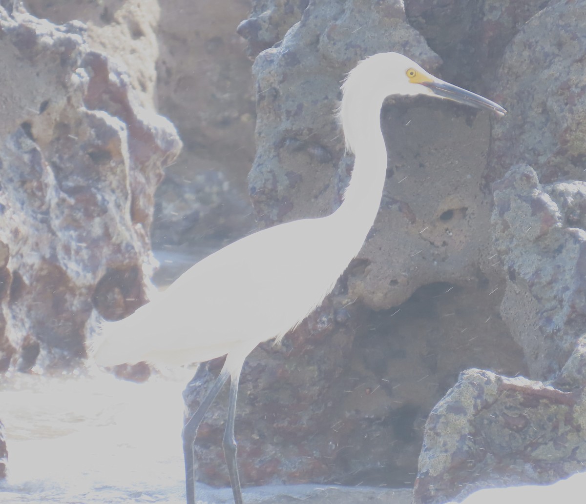 snøhegre - ML645838950