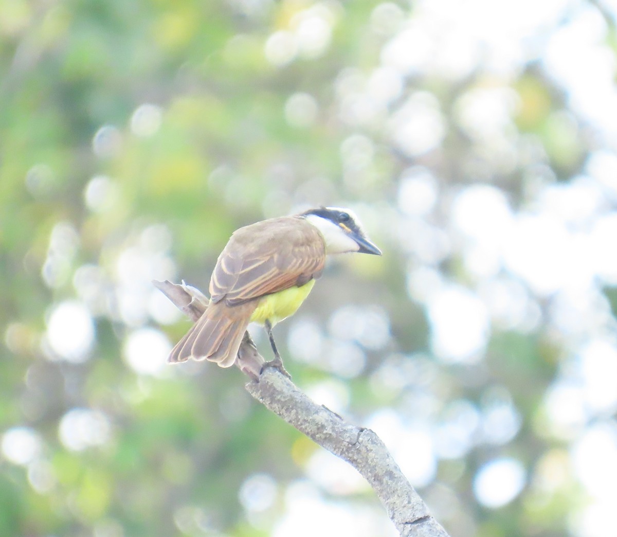 storkiskadi - ML645838951