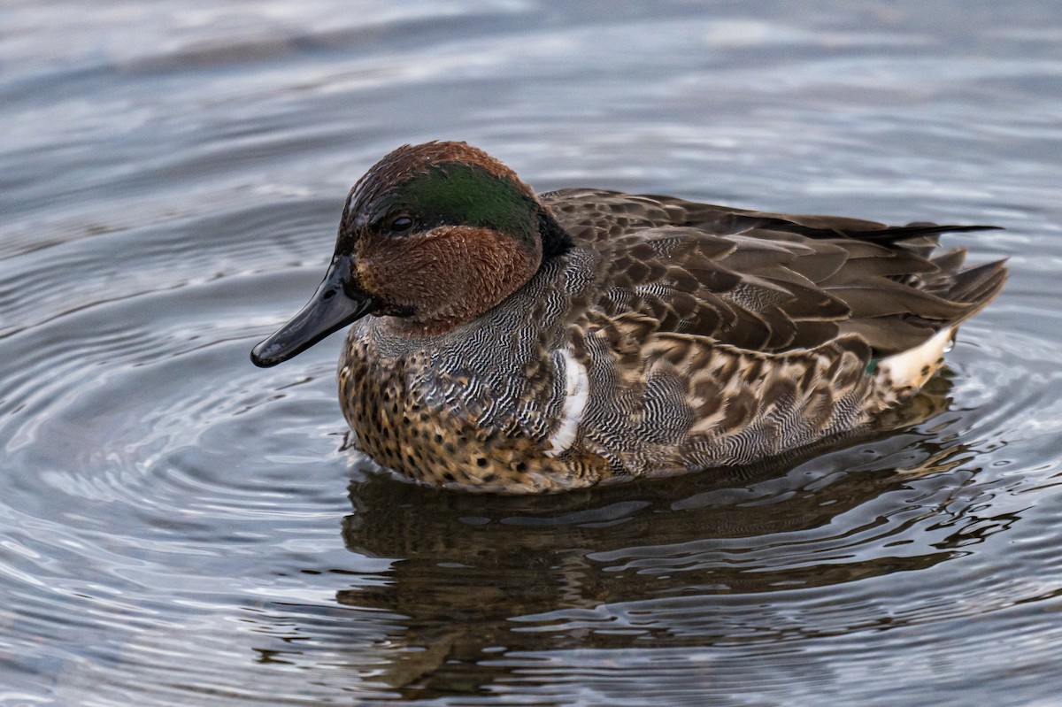 krikkand - ML645838952