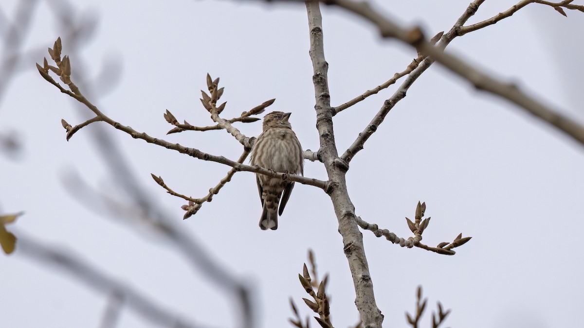 steinspurv - ML645838955