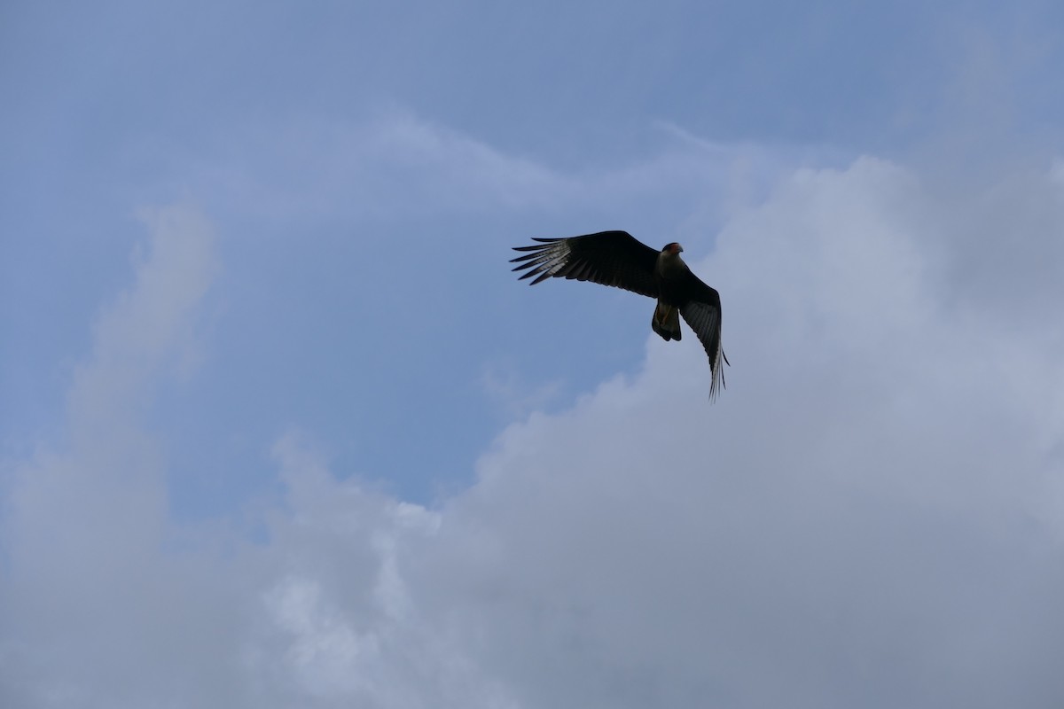 Crested Caracara - ML645838957