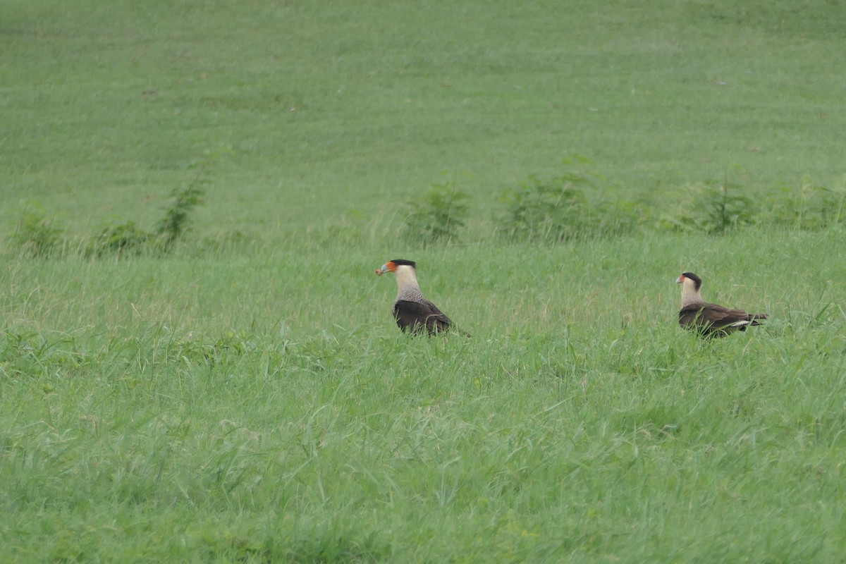 Crested Caracara - ML645838958