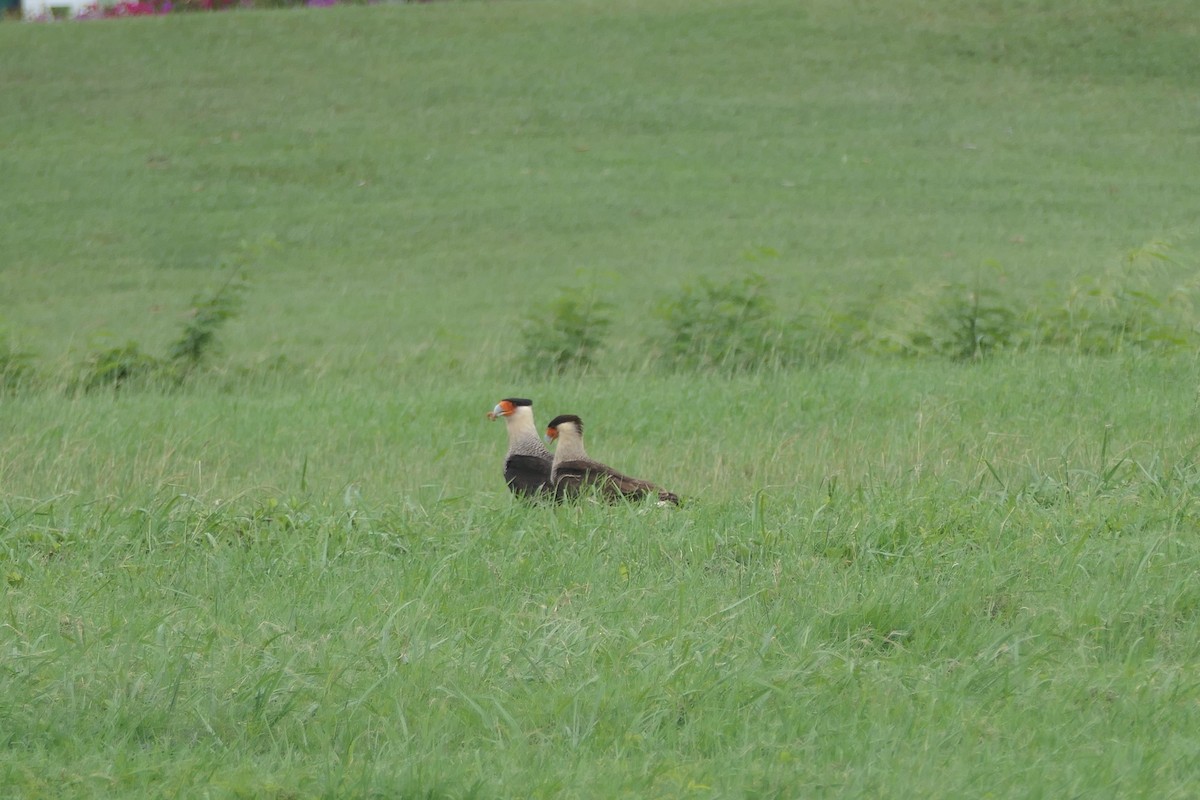 Crested Caracara - ML645838959