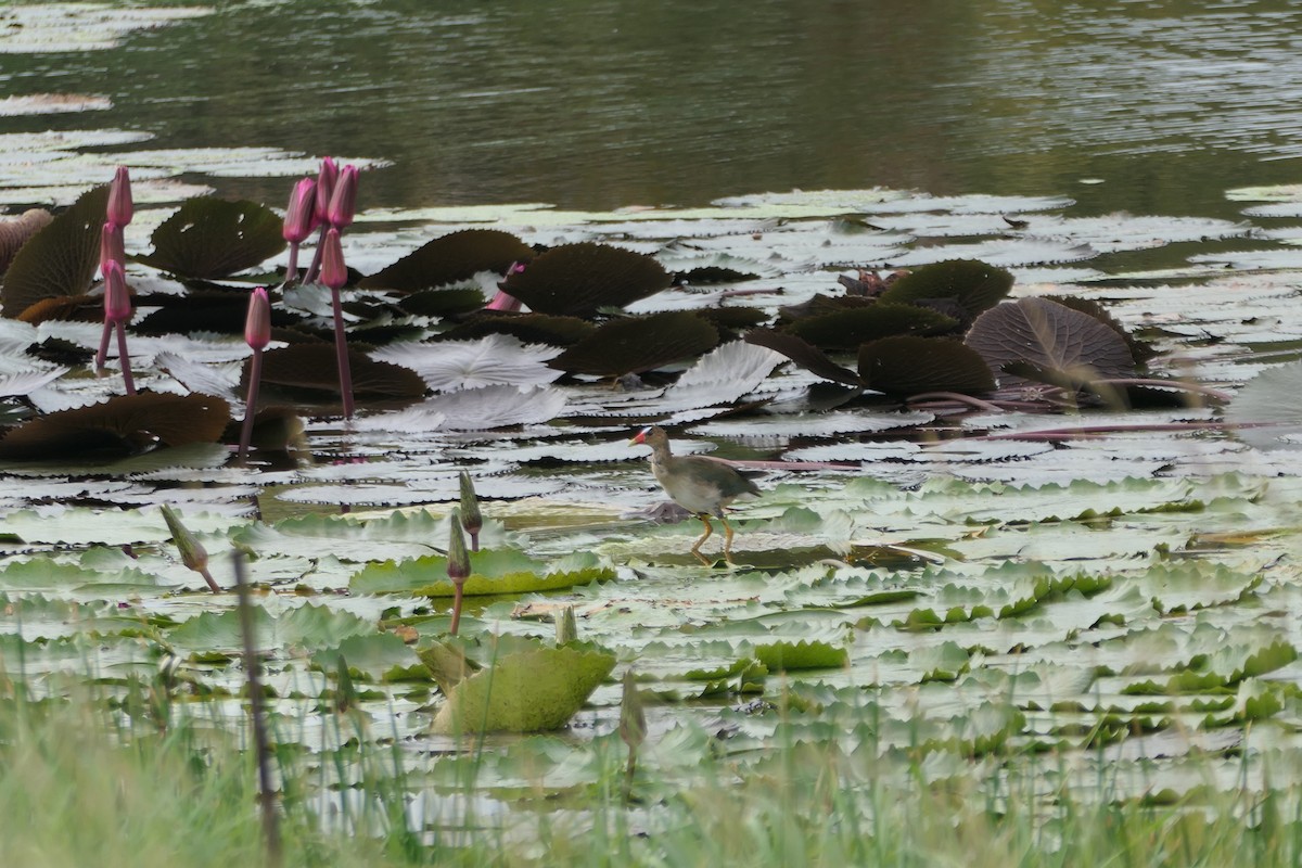 Uroilo urdin amerikarra - ML645838964