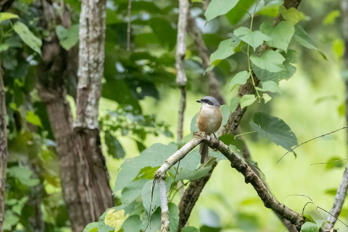 Tibetwürger - ML645838968