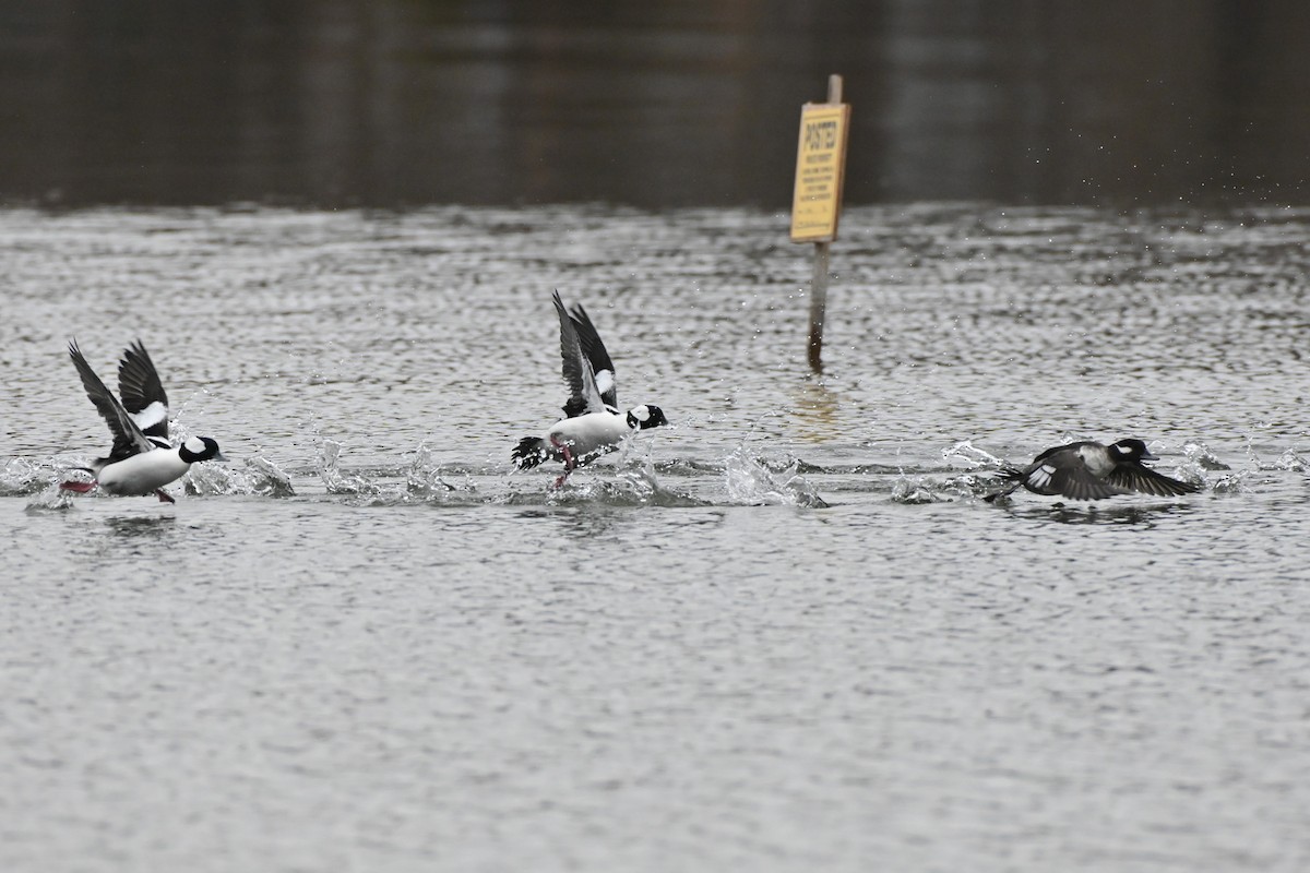 hohol bělavý - ML645838981