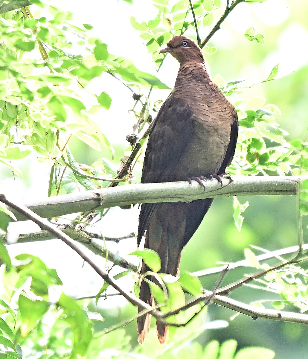 Kızıl Guguk Kumrusu - ML645838984